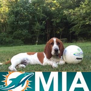 Meet your Posher, Chase